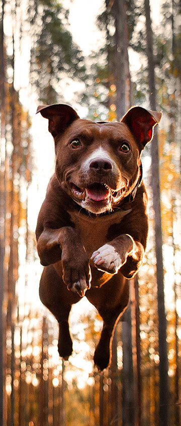 Dog jumping in the woods