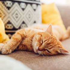 puce chat