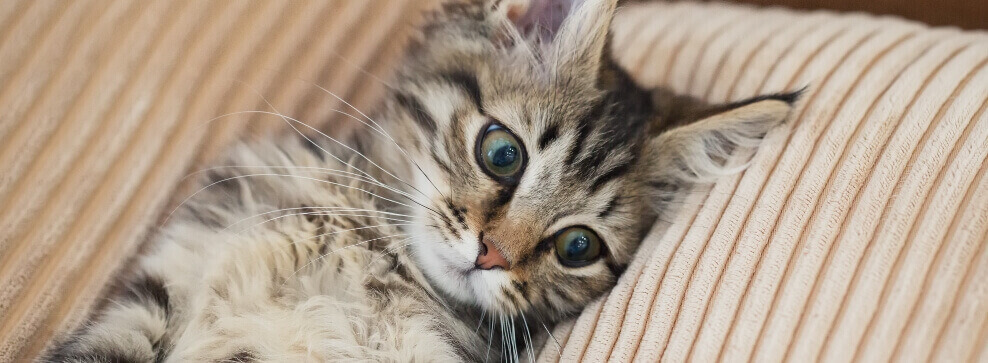 Mon chat a des puces
