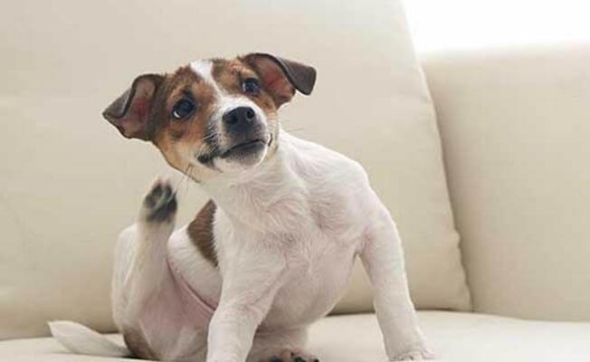 parasites chien