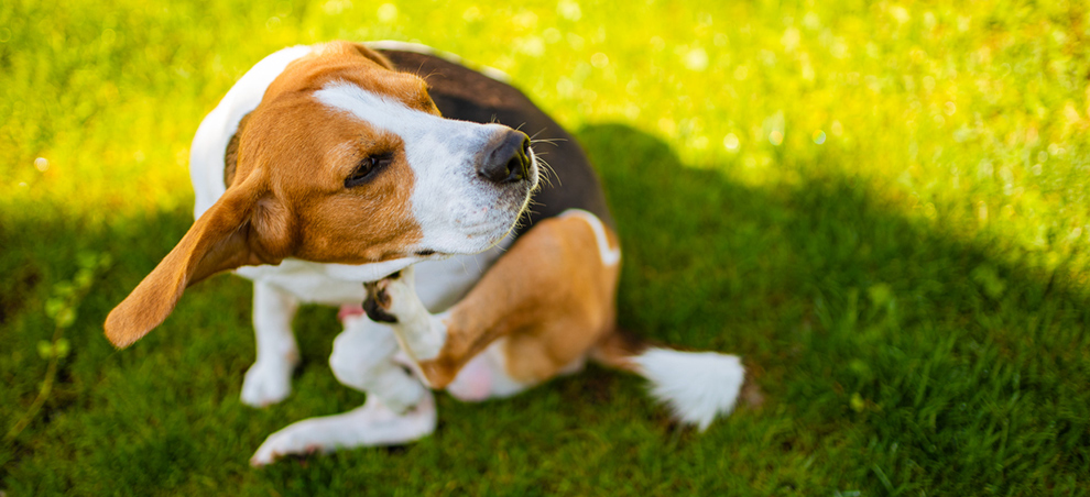 dermatitechien_banner