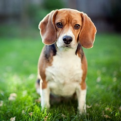 La diarrhée chez le chien