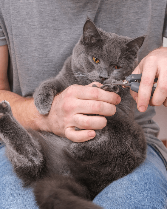 griffes d'un chat en train d'être coupées