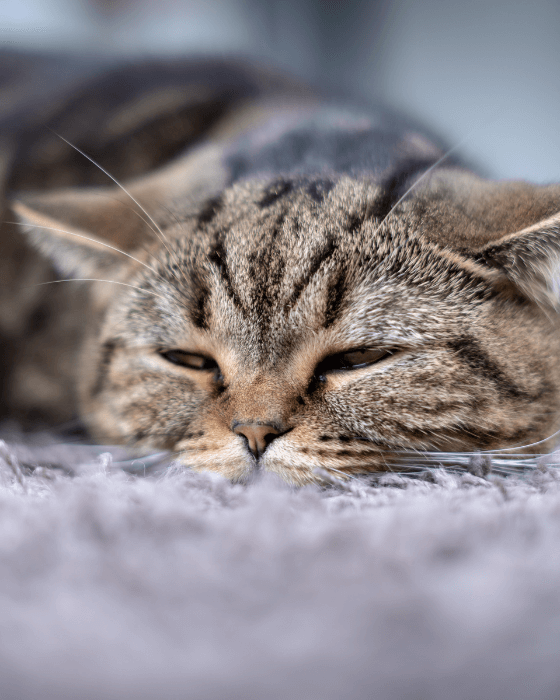 chat endormi