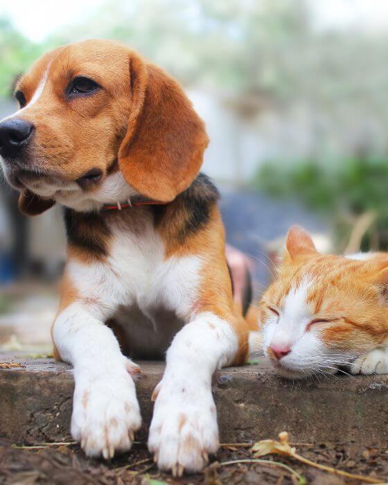 chien et chat côte à côte