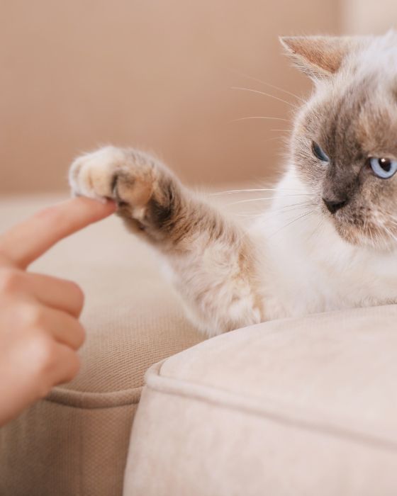 chat avec patte sur un doigt
