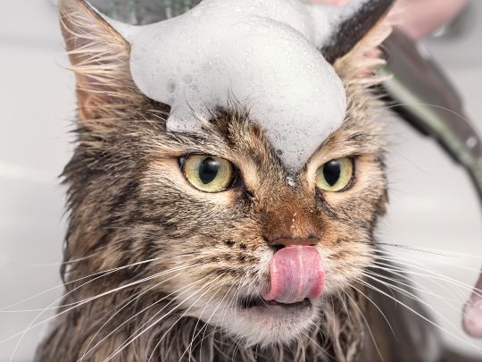 chat avec shampoing sur la tête