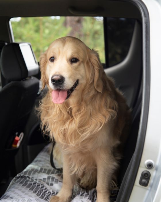 chien assis sur la banquette arrière d'une voiture