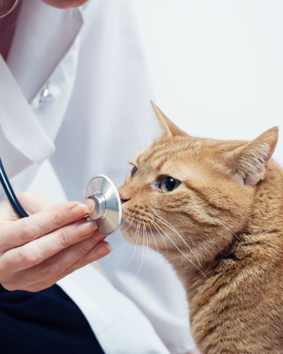 chat avec stéthoscope sur le museau