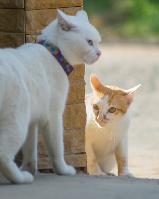 chat et chaton