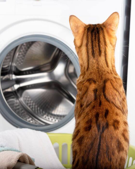 chat devant machine à laver
