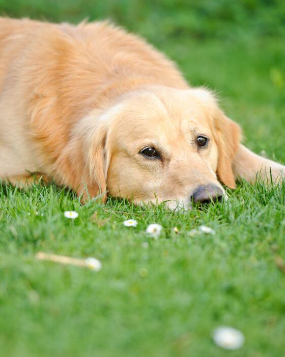 chien allongé dans l'herbe