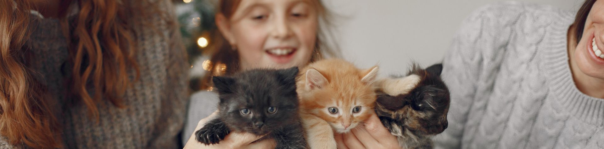 trois chatons dans les bras d'une petite fille