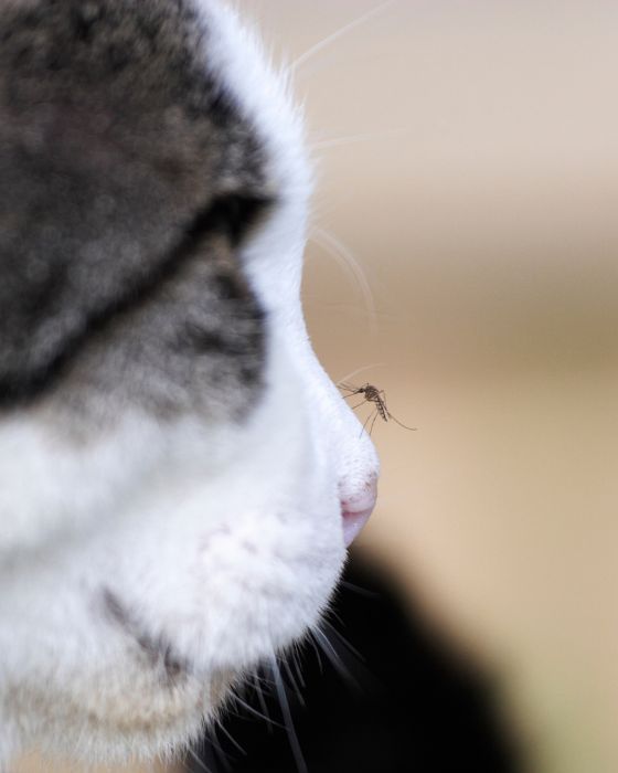 moustique sur museau d'un chat
