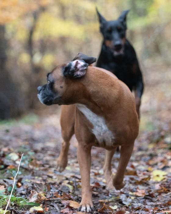 chiens en train de courir en forêt