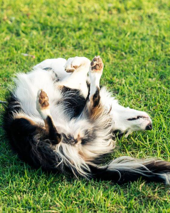 chien qui se remue dans l'herbe