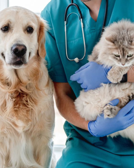 chat et chien chez le vétérinaire