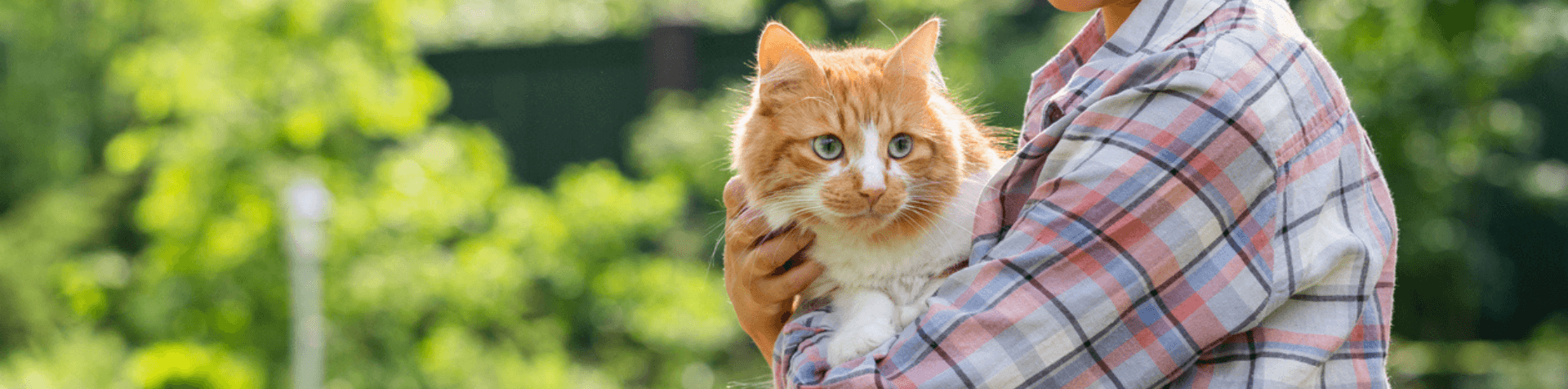 chat dans les bras d'une personne