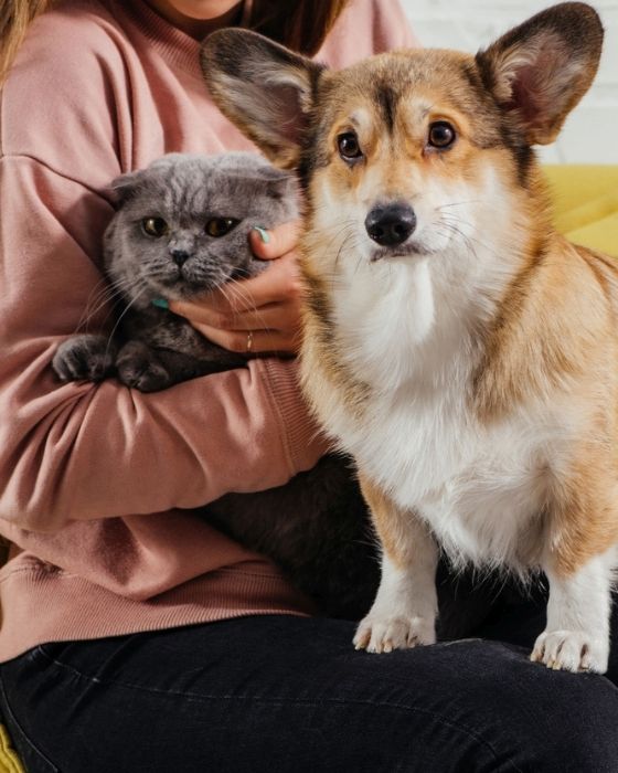 chat et chien sur les genoux d'une femme