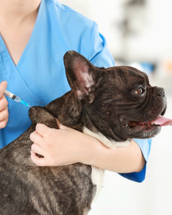 Vaccinez votre chien