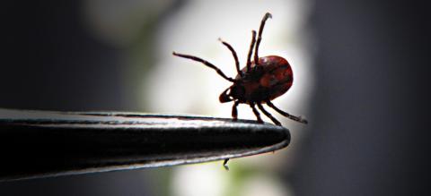 Lyme