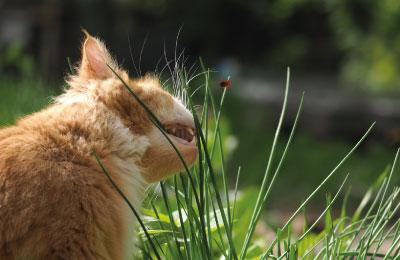 Maladie-lyme-chat
