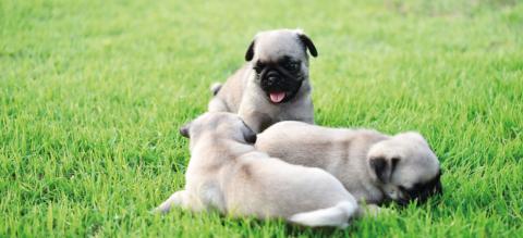 Protéger-chien-prioplasmose-header