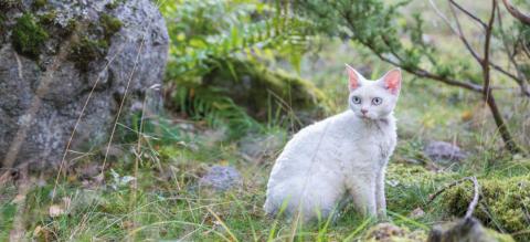 Protéger-maladie-lyme-chat