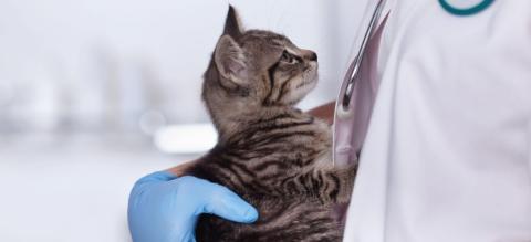 Protéger-son-chat-tique