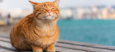 Quest-ce-piroplasmose-chat