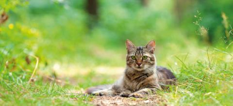 Risques-tique-chat