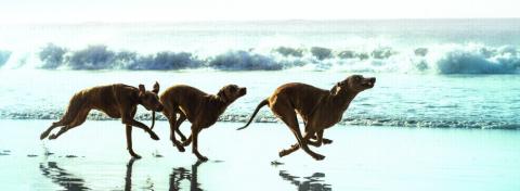 chien puces