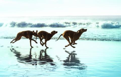 chien puces