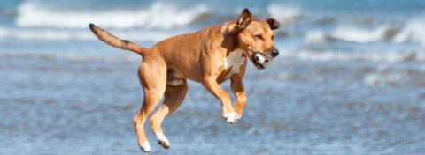 chien vacances