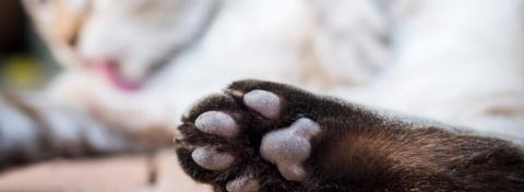 Comment couper les griffes de son chat ?