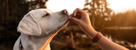 enlever tique chien