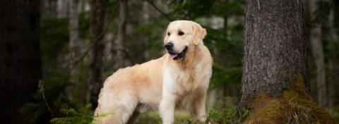 maladie de lyme chez le chien