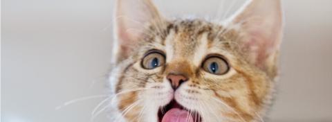 chat perd ses poils