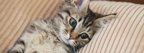 Mon chat a des puces