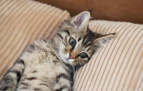 chat puces