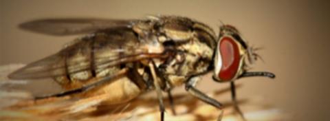 Qu'est ce qu'une mouche piqueuse