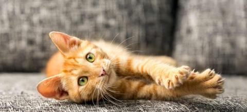 Protéger son chat de la maladie des griffes du chat