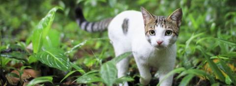 chat puce proteger