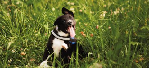 proteger-chien-maladie-lyme-header-