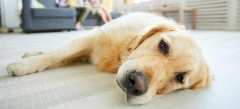 proteger-chien-puces