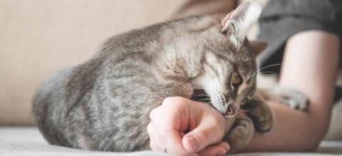malade des griffes du chat