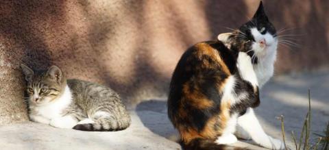risque puce chat