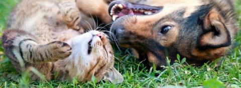 risques tiques chien chat