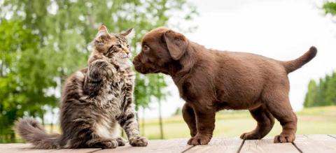santé animaux