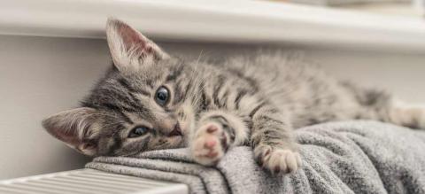 Comment garder son chat en bonne santé ?